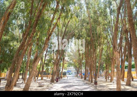 Albir, Spain - May 17, 2024: Eucalyptus park in Albir town center. Albir is stylish modern seaside resort of L' Alfas del Pi, Alicante province, Spain Stock Photo