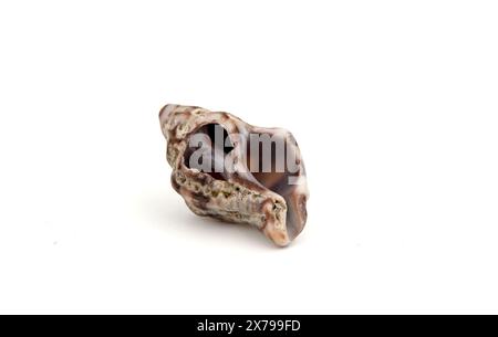 A dark seashell on a white background in macro photography. Beautiful dark pattern on grey matte sea shell. White background. For text. Stock Photo