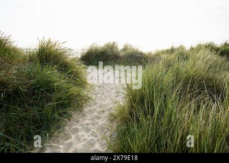 Marram grass (Ammophila arenaria) on dune and beach, Wadden Sea, Schillig, Wangerland, East Frisia, Lower Saxony, Germany Stock Photo