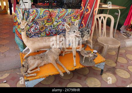 Preserved local fauna displayed in Western Algeria Stock Photo