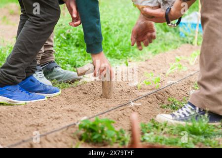 Hands of a boy with his grandfather making the hole in the ground to plant a sprout in the vegetable garden. Stock Photo