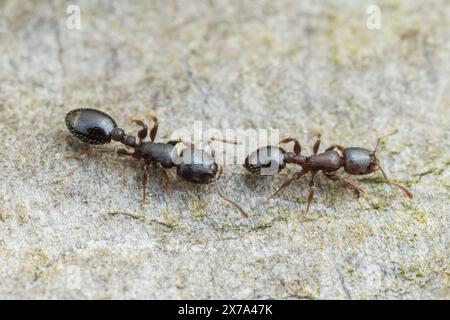 Two Acorn Ants (Temnothorax schaumii) workers follow an pheromone trail. Stock Photo