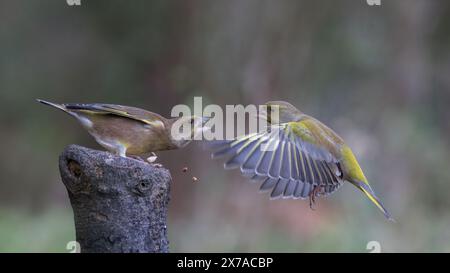 European Greenfinches [ Chloris chloris ] fighting at a baited post Stock Photo