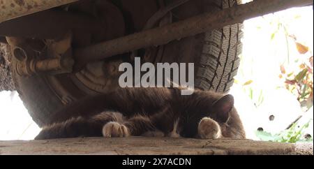 Black Cat Sleeping Under Car Near Wheel OLYMPUS DIGITAL CAMERA Stock Photo