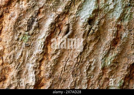 Surface texture of Mangifera indica or Mango tree stem in tropical botanical garden in Thailand, background. Stock Photo