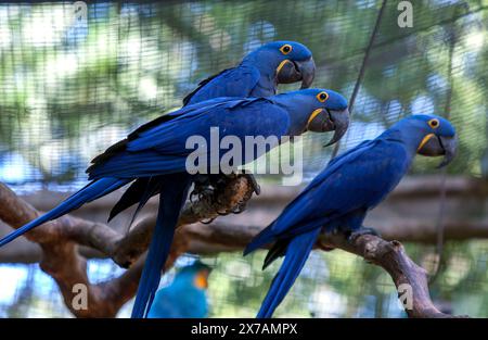A trio of Hyacinth macaws with striking cobalt blue feathers sitting on a tree branch at a bird sanctuary near Iguazu Falls in Brazil. Stock Photo
