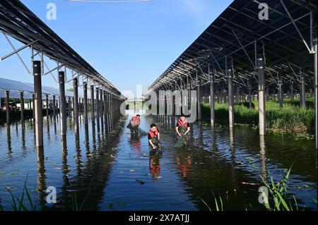 DEZHOU, CHINA - MAY 15, 2024 - A former Barren Beach becomes a ...