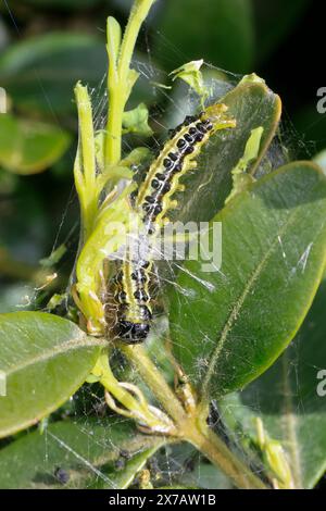 Buchsbaumzünsler, Buchsbaum-Zünsler, Raupe frisst an Buchsbaum, Buchs, Cydalima perspectalis, Phacellura advenalis, Neoglyphodes perspectalis, box tre Stock Photo