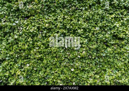 Green grass wall texture for background design. The background of the eco-wall is made of green natural plants. High quality photo Stock Photo