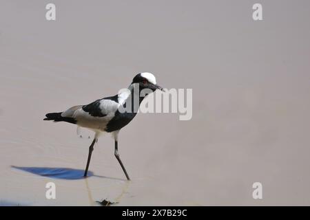 Waffenkiebitz / Blacksmith lapwing or Blacksmith plover / Vanellus armatus Stock Photo