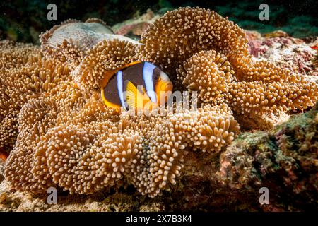 Tanzania, Zanzibar, Underwater, Twobar Anemonefish (Amphiprion allardi), Clown fish Stock Photo