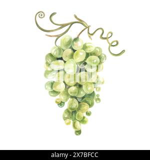 Watercolor Sketch bunches of grapes. Hand drawn illustration isolated on white background. For design restaurant, winery, cafe, textile. Stock Photo