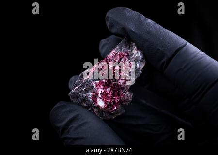 Someone with black gloves holding an eryhtrite, mineral specimen from Morocco. Stock Photo