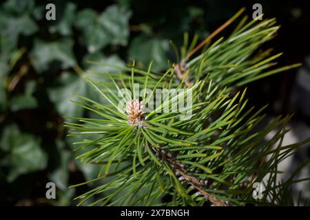 Pinus mugo Turra with young cone Stock Photo