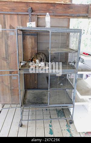 DAUFUSKIE ISLAND, SOUTH CAROLINA C April 6 2023: Cat eating breakfast on the front porch of Freeport General Store near the marina on the Cooper River Stock Photo