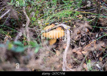 Wild mushrooms in the forest, Andalusia, Sierra Tejeda Natural Park, Spain Stock Photo