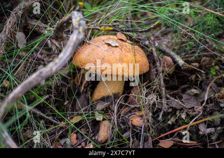 Wild mushrooms in the forest, Andalusia, Sierra Tejeda Natural Park, Spain Stock Photo