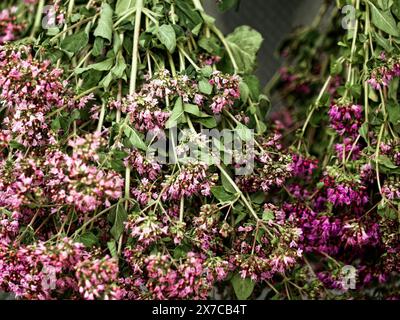 A close-up of vibrant pink flowers and green leaves, showcasing natural beauty and growth, evoking a fresh and organic mood. Stock Photo