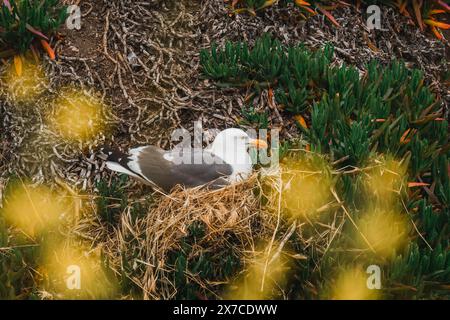 Seagull on the nest on a rocky cliff top, California coastline Stock Photo