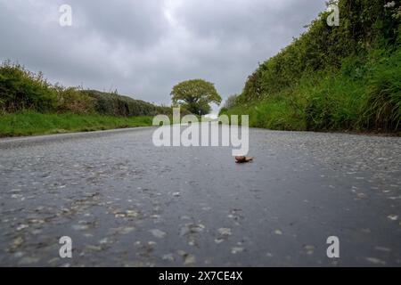snali crossing the road on an english highway in the country side.  Moody sky. Stock Photo