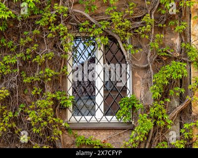 A barred window and a wall of a tenement house overgrown with wild wine vines with young, green leaves. Organic, natural background. Stock Photo