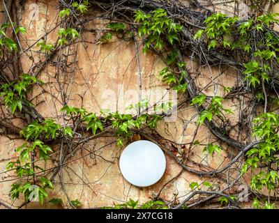 An old, orange-brown wall with a sconce covered with wild wine vines. Natural, plant ornament. Organic background. Stock Photo