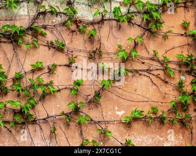 Vine vines with young, green leaves growing over an old, brown-orange wall. Vibrant colors. Organic background. Stock Photo