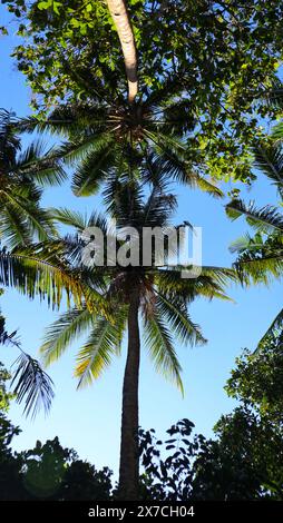 several coconut trees in the plantation seen from below Stock Photo