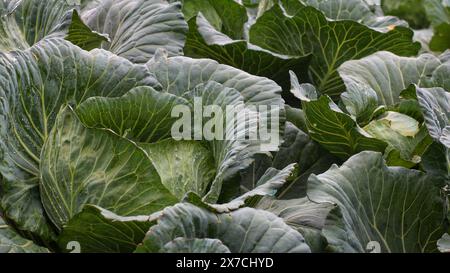 the cabbage vegetable field was exposed to dew in the morning Stock Photo