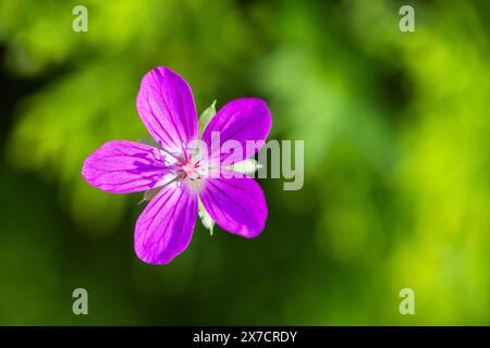 Purple flower is over blurred green background on a sunny summer day, macro photo with selective focus. Geranium sylvaticum Stock Photo