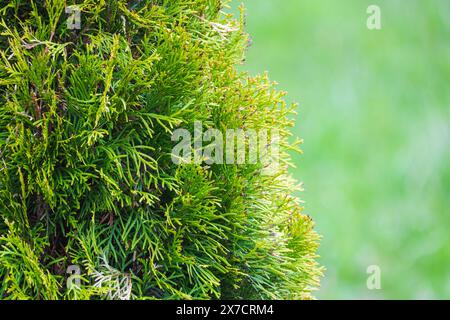 Thuja branches are over blurred green background, natural photo with selective soft focus Stock Photo