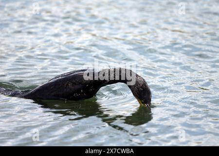 Pygmy Cormorant in Prespa lake in Greece Stock Photo