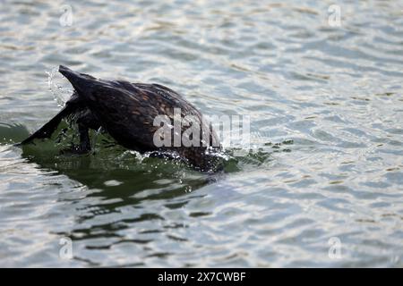 Pygmy Cormorant in Prespa lake in Greece Stock Photo