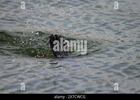 Pygmy Cormorant in Prespa lake in Greece Stock Photo