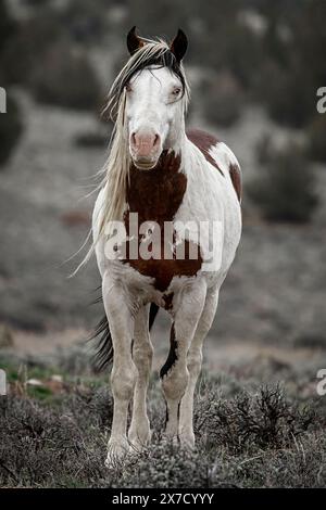 The Steens Mountain wild horses can range from pinto to buckskin, sorrel, bay, palomino, gray brown and black. Stock Photo