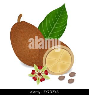 Whole cupuacu cacao fruit with leaf slice and flower isolated on white background. Stock Vector