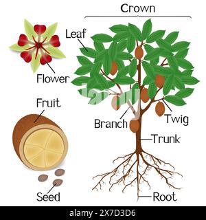 Parts of cupuacu cacao plant on a white background. Stock Vector