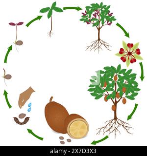Life cycle of cupuacu cacao plant on a white background. Stock Vector