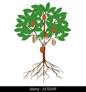 Cupuacu cacao tree with fruits and roots on a white background. Stock Vector