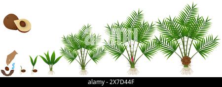 Cycle of growth of Salak or Snake Fruit (Salacca zalacca) plant on a white background. Stock Vector