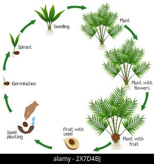 A growth cycle of Salak or Snake Fruit (Salacca zalacca) plant on a white background. Stock Vector