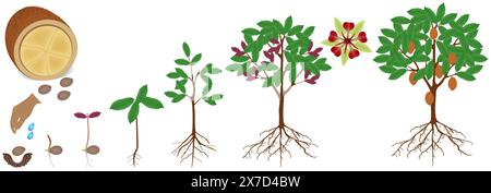 Cycle of growth of cupuacu cacao plant on a white background. Stock Vector