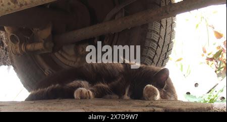 Black Cat Sleeping Under Car Near Wheel OLYMPUS DIGITAL CAMERA Stock Photo