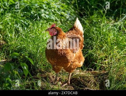 Free range organic chickens poultry in a country farm Rietberg, North Rhine-Westphalia , Germany, Europe Stock Photo