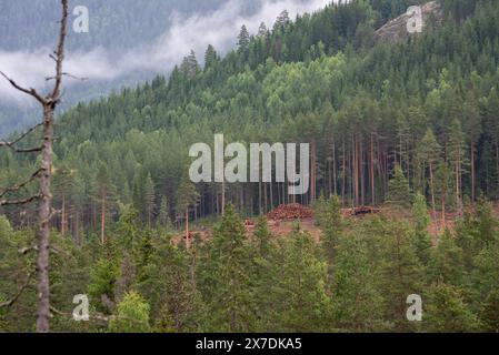 Beautiful landscape with Norwegian mountains in the close-up, on which green pine trees grow. Stacks of felled trees in a pile. Stock Photo