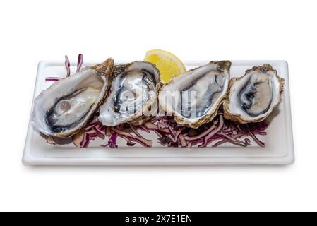 Fresh open oysters with lemon slice on white rectangular plate isolated on white with clipping path included Stock Photo