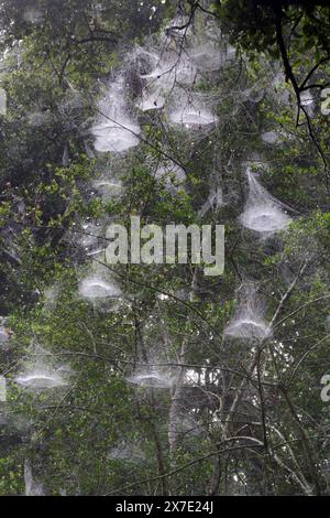 A tree with multiple dome nets of basilica orbweaver spiders (Mecynogea lemniscata), a Halloween theme. Brazos Bend State Park, Texas, USA. Stock Photo