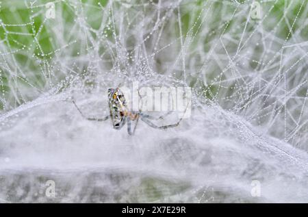 Basilica orbweaver spider (Mecynogea lemniscata) in its dome net covered by morning dew, Brazos Bend State Park, Texas, USA. Stock Photo