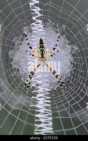Black-and-yellow garden spider (Argiope aurantia) young female in the web covered by drops of morning mist, Brazos Bend State Park, Texas, USA. Stock Photo