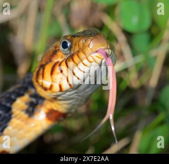 Banded water snake or southern water snake (Nerodia fasciata) with tongue extended, Brazos Bend State Park, Texas, USA. Stock Photo